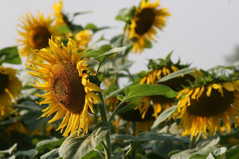 Sunflower Oil